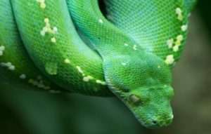 Python For Absolute Beginners 2020 Free Course - Udemy 1 Python for Absolute Beginners 2020 Free Course - Udemy